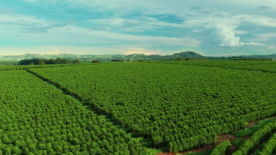 Contact Us – Thousand Acre Roastery | Get in Touch – THOUSAND ACRE ROASTERY